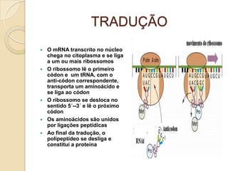 TRADUÇÃO
   O mRNA transcrito no núcleo
    chega no citoplasma e se liga
    a um ou mais ribossomos
   O ribossomo lê o primeiro
    códon e um tRNA, com o
    anti-códon correspondente,
    transporta um aminoácido e
    se liga ao códon
   O ribossomo se desloca no
    sentido 5´--3´ e lê o próximo
    códon
   Os aminoácidos são unidos
    por ligações peptídicas
   Ao final da tradução, o
    polipeptídeo se desliga e
    constituí a proteína
 