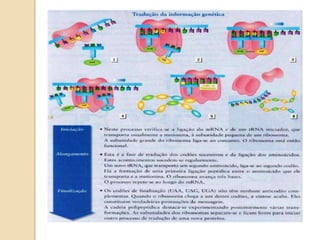 Dna, rna e síntese proteíca