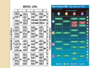 Dna, rna e síntese proteíca