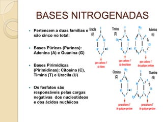 BASES NITROGENADAS
   Pertencem a duas famílias e
    são cinco no total:


   Bases Púricas (Purinas):
    Adenina (A) e Guanina (G)


   Bases Pirimídicas
    (Pirimidinas): Citosina (C),
    Timina (T) e Uracila (U)


   Os fosfatos são
    responsáveis pelas cargas
    negativas dos nucleotídeos
    e dos ácidos nucléicos
 