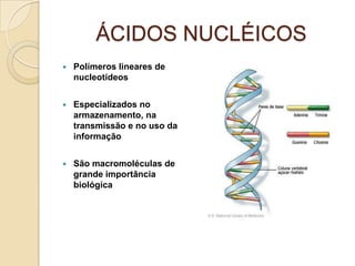 ÁCIDOS NUCLÉICOS
   Polímeros lineares de
    nucleotídeos


   Especializados no
    armazenamento, na
    transmissão e no uso da
    informação


   São macromoléculas de
    grande importância
    biológica
 