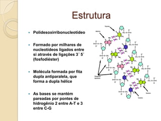 Estrutura
   Polidesoxirribonucleotídeo


   Formado por milhares de
    nucleotídeos ligados entre
    si através de ligações 3´ 5´
    (fosfodiéster)


   Molécula formada por fita
    dupla antiparalela, que
    forma a dupla hélice


   As bases se mantém
    pareadas por pontes de
    hidrogênio 2 entre A-T e 3
    entre C-G
 