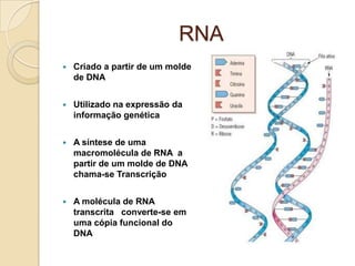 RNA
   Criado a partir de um molde
    de DNA


   Utilizado na expressão da
    informação genética


   A síntese de uma
    macromolécula de RNA a
    partir de um molde de DNA
    chama-se Transcrição


   A molécula de RNA
    transcrita converte-se em
    uma cópia funcional do
    DNA
 