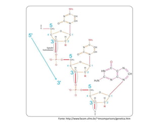 Fonte: http://www.facom.ufms.br/~tmcomparisons/genetica.htm
 