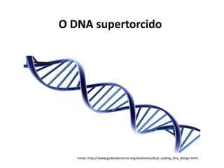 O DNA supertorcido
Fonte: http://www.godandscience.org/evolution/dual_coding_dna_design.html
 