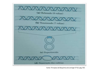 Fonte: Princípios de Bioquímica de Leninger 5ª Ed. pág. 955
 