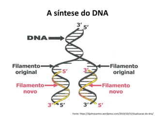 A síntese do DNA
Fonte: https://djalmasantos.wordpress.com/2010/10/31/duplicacao-do-dna/
 