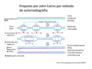 Fonte: http://slideplayer.com.br/slide/294059/
Proposto por John Cairns por método
de autorradiografia.
 