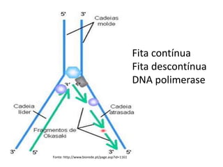 Fonte: http://www.biorede.pt/page.asp?id=1161
Fita contínua
Fita descontínua
DNA polimerase
 