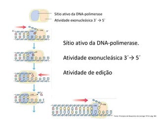 Sítio ativo da DNA-polimerase.
Atividade exonucleásica 3´→ 5´
Atividade de edição
Fonte: Princípios de Bioquímica de Leninger 5ª Ed. pág. 981
Sítio ativo da DNA-polimerase
Atividade exonucleásica 3´ → 5´
 