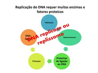 Replicação do DNA requer muitas enzimas e
fatores proteicos
Helicases
Topoisomerases
Proteínas
de ligação
ao DNA
Primases
DNA -
ligases
 
