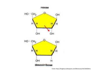 Fonte: https://bioglossa.wikispaces.com/Monossacar%C3%ADdeos
 
