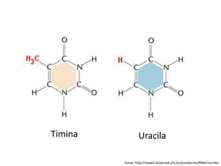 Fonte: http://www2.bioqmed.ufrj.br/prosdocimi/RNA/rna.htm
Timina Uracila
 