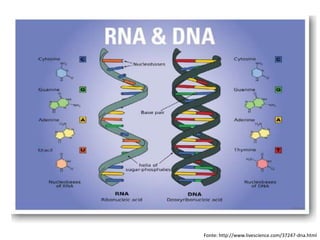 Fonte: http://www.livescience.com/37247-dna.html
 
