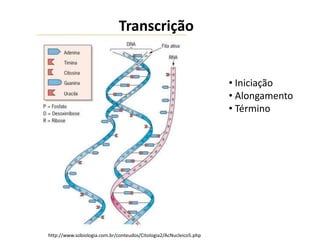 Transcrição
• Iniciação
• Alongamento
• Término
http://www.sobiologia.com.br/conteudos/Citologia2/AcNucleico5.php
 