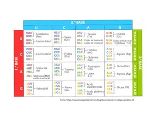 Fonte: https://www.biologiatotal.com.br/blog/desvendando+o+codigo+genetico-48
 