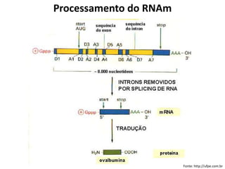Fonte: http://ufpe.com.br
Processamento do RNAm
 