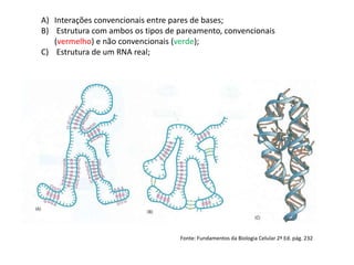 Fonte: Fundamentos da Biologia Celular 2ª Ed. pág. 232
A) Interações convencionais entre pares de bases;
B) Estrutura com ambos os tipos de pareamento, convencionais
(vermelho) e não convencionais (verde);
C) Estrutura de um RNA real;
 