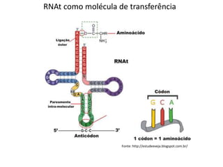 Fonte: http://estudeeveja.blogspot.com.br/
RNAt como molécula de transferência
 