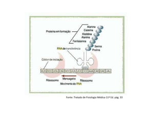 Fonte: Tratado de Fisiologia Médica 11ª Ed. pág. 33
 