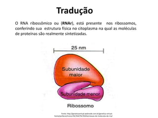 Fonte: http://geneticavirtual.webnode.com.br/genetica-virtual-
home/prefacio/transcri%C3%A7%C3%A3o/classes-de-moleculas-de-rna/
O RNA ribossômico ou (RNAr), está presente nos ribossomos,
conferindo sua estrutura física no citoplasma na qual as moléculas
de proteínas são realmente sintetizadas.
Tradução
 