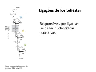 Fonte: Princípios de Bioquímica de
Lehninger 4ªEd. –pág. 277
Ligações de fosfodiéster
Responsáveis por ligar as
unidades nucleotídicas
sucessivas.
 