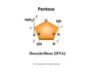 Fonte: http://guia.bio.br/acidos-nucleicos/
Pentose
 