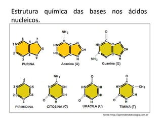 Fonte: http://aprendendobiologia.com.br
Estrutura química das bases nos ácidos
nucleicos.
 