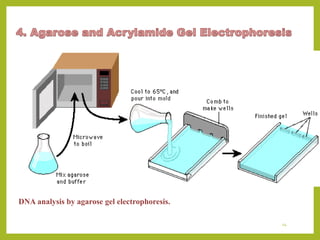 DNA analysis by agarose gel electrophoresis.
14
 