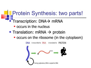 Protein Synthesis: two parts! ,[object Object],[object Object],[object Object],[object Object]