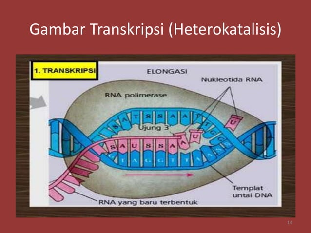 Materi Genetik (DNA & RNA) | PPTX