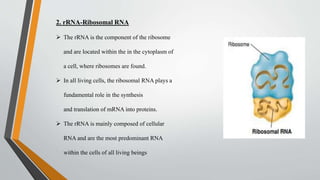 Functions of RNA
 The ribonucleic acid – RNA, which are mainly composed of nucleic acids,
are involved in a variety of fu...