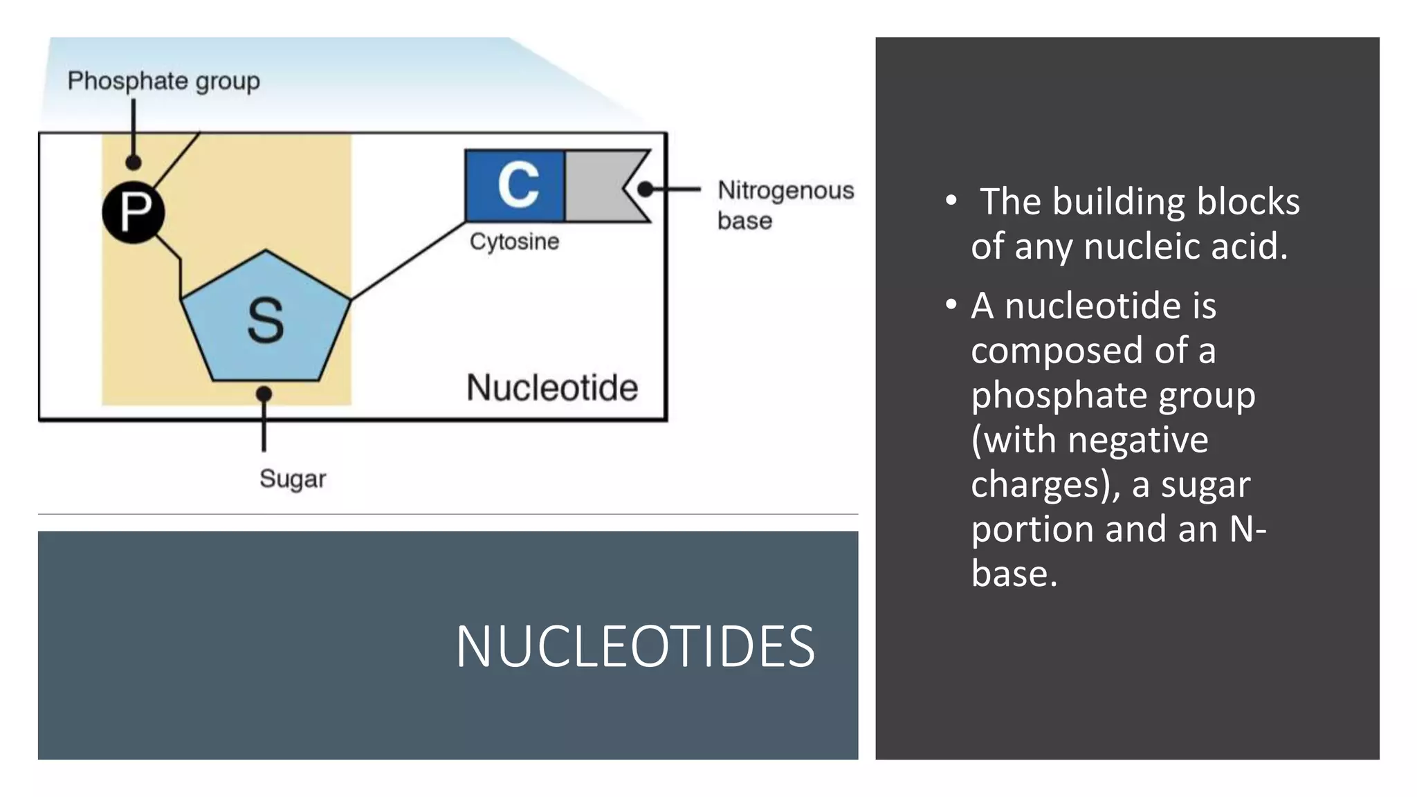 DNA, RNA, and PROTEINS | PPTX