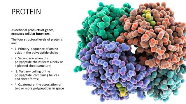 DNA, RNA, and PROTEINS | PPTX