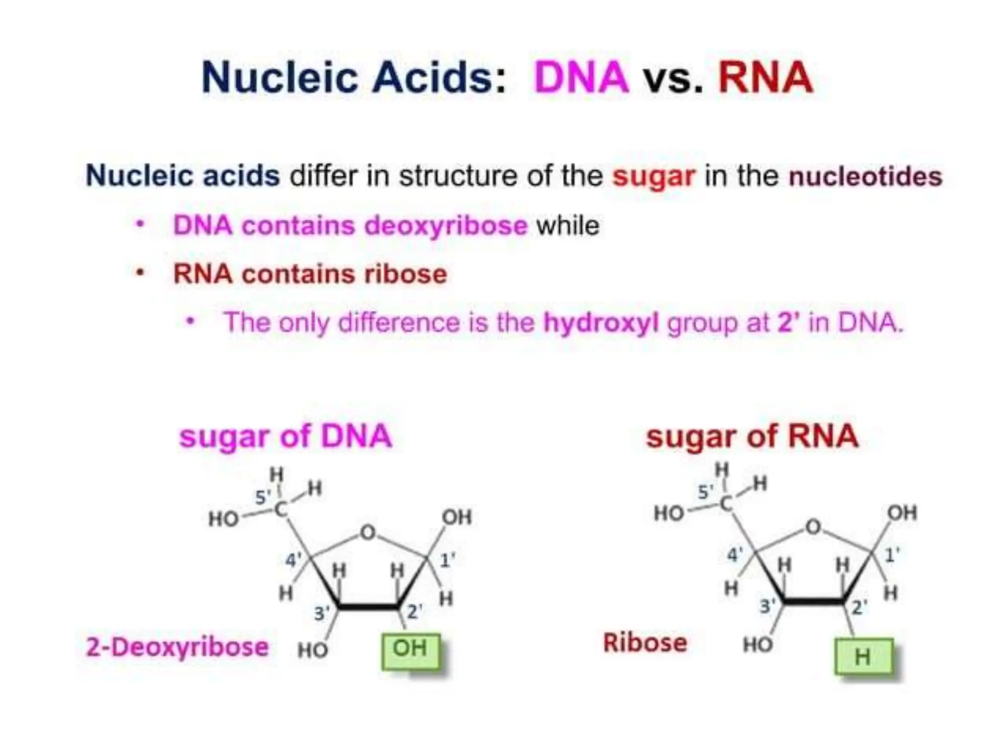 DNA and RNA REPLICATION overview. .pptx