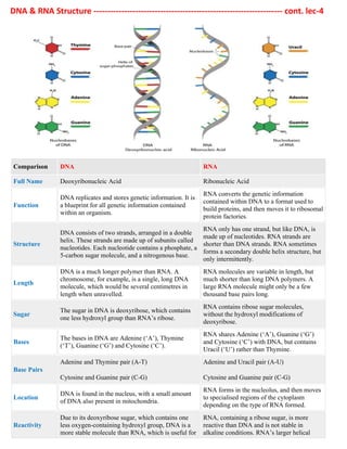 DNA & RNA Structure -------------------------------------------------------------------- cont. lec-4
Comparison DNA RNA
Full Name Deoxyribonucleic Acid Ribonucleic Acid
Function
DNA replicates and stores genetic information. It is
a blueprint for all genetic information contained
within an organism.
RNA converts the genetic information
contained within DNA to a format used to
build proteins, and then moves it to ribosomal
protein factories.
Structure
DNA consists of two strands, arranged in a double
helix. These strands are made up of subunits called
nucleotides. Each nucleotide contains a phosphate, a
5-carbon sugar molecule, and a nitrogenous base.
RNA only has one strand, but like DNA, is
made up of nucleotides. RNA strands are
shorter than DNA strands. RNA sometimes
forms a secondary double helix structure, but
only intermittently.
Length
DNA is a much longer polymer than RNA. A
chromosome, for example, is a single, long DNA
molecule, which would be several centimetres in
length when unravelled.
RNA molecules are variable in length, but
much shorter than long DNA polymers. A
large RNA molecule might only be a few
thousand base pairs long.
Sugar
The sugar in DNA is deoxyribose, which contains
one less hydroxyl group than RNA’s ribose.
RNA contains ribose sugar molecules,
without the hydroxyl modifications of
deoxyribose.
Bases
The bases in DNA are Adenine (‘A’), Thymine
(‘T’), Guanine (‘G’) and Cytosine (‘C’).
RNA shares Adenine (‘A’), Guanine (‘G’)
and Cytosine (‘C’) with DNA, but contains
Uracil (‘U’) rather than Thymine.
Base Pairs
Adenine and Thymine pair (A-T)
Cytosine and Guanine pair (C-G)
Adenine and Uracil pair (A-U)
Cytosine and Guanine pair (C-G)
Location
DNA is found in the nucleus, with a small amount
of DNA also present in mitochondria.
RNA forms in the nucleolus, and then moves
to specialised regions of the cytoplasm
depending on the type of RNA formed.
Reactivity
Due to its deoxyribose sugar, which contains one
less oxygen-containing hydroxyl group, DNA is a
more stable molecule than RNA, which is useful for
RNA, containing a ribose sugar, is more
reactive than DNA and is not stable in
alkaline conditions. RNA’s larger helical
 