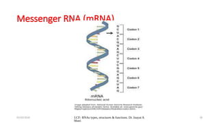 DNA & RNA structure, Function- GKMCs.pptx