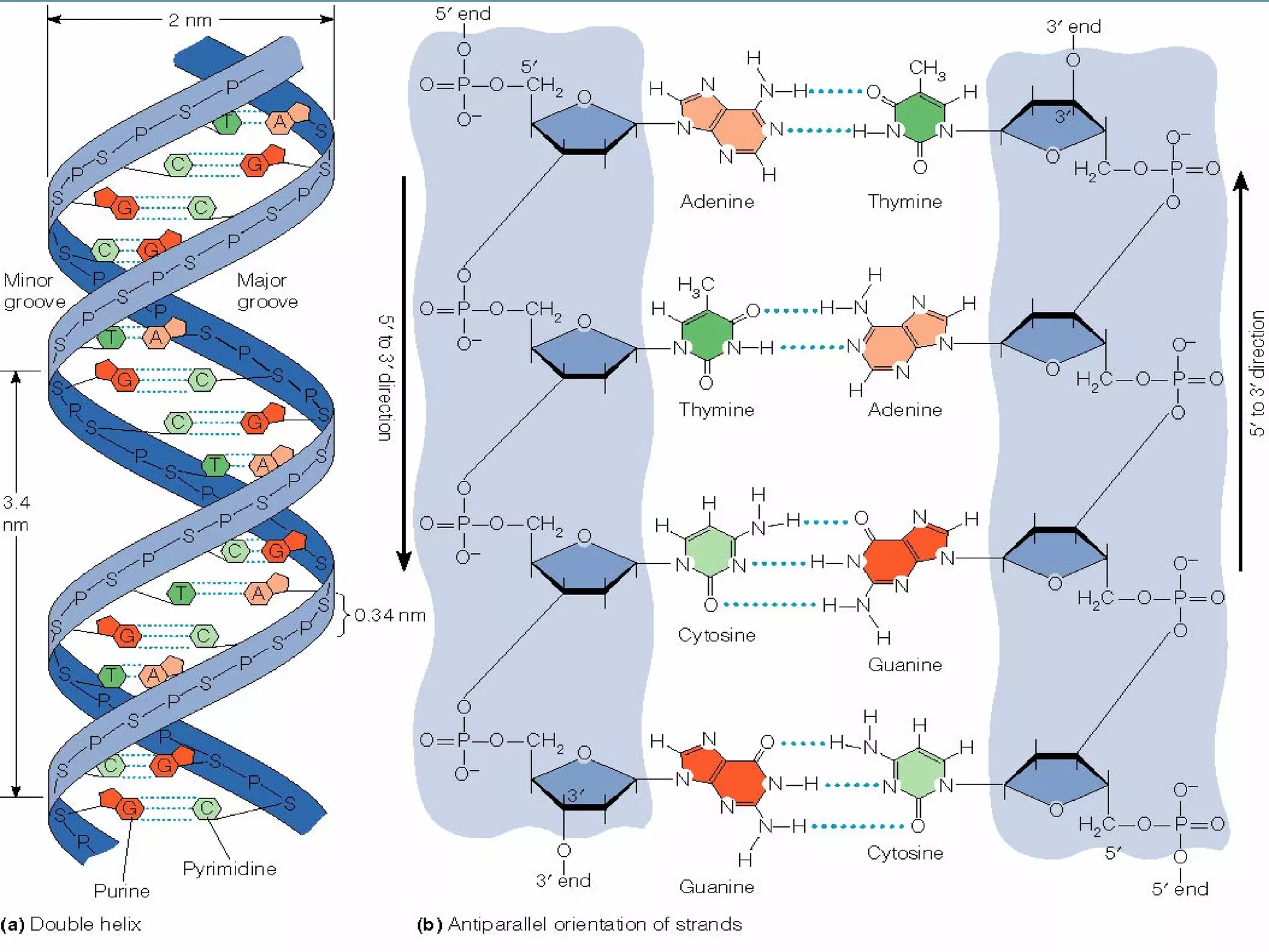 DNA RNA Structure Ru | PPT