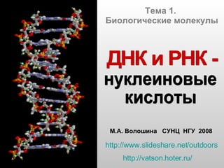 Тема 1.  Биологические молекулы М.А. Волошина  СУНЦ  НГУ  2008 http://www.slideshare.net/outdoors http://vatson.hoter.ru/   ДНК и РНК - нуклеиновые кислоты 