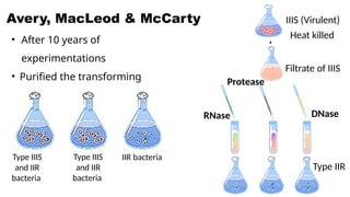 • After 10 years of
experimentations
• Purified the transforming
substance
Heat killed
Avery, MacLeod & McCarty IIIS (Virulent)
Filtrate of IIIS
Type IIR
Type IIIS
and IIR
bacteria
Type IIIS
and IIR
bacteria
IIR bacteria
RNase
Protease
DNase
 