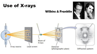 Wilkins & Franklin
Use of X-rays
 