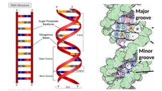 Minor
groove
Major
groove
 
