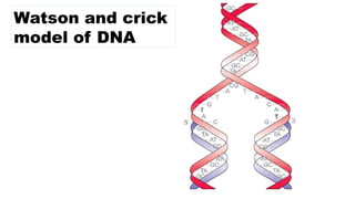 Watson and crick
model of DNA
 