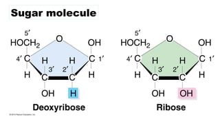 Sugar molecule
 