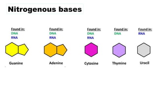 Nitrogenous bases
 