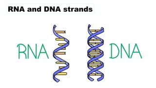 RNA and DNA strands
 