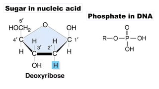 Sugar in nucleic acid
Phosphate in DNA
 