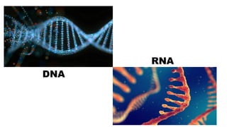 DNA
RNA
 