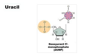 Deoxyuracil 5’-
monophosphate
(dUMP)
Uracil
 