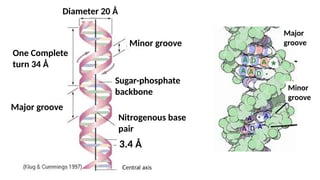 Diameter 20 Å
One Complete
turn 34 Å
Minor groove
Major groove
Sugar-phosphate
backbone
Nitrogenous base
pair
3.4 Å
Major
groove
Minor
groove
 